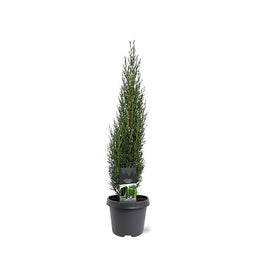 Warentuin natuurlijk - Cupressus sempervirens Totem 50-60 cm Conifeer