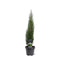 Warentuin natuurlijk - Cupressus sempervirens Totem 50-60 cm Conifeer
