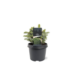 Warentuin natuurlijk - Picea sitchensis Tenas 20-25 cm Conifeer