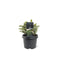 Warentuin natuurlijk - Picea sitchensis Tenas 20-25 cm Conifeer