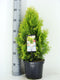 Warentuin natuurlijk - Thuja occidentalis Jantar