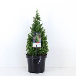 Warentuin natuurlijk - Chamaecyparis thyoides top point 60 cm