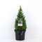 Warentuin natuurlijk - Chamaecyparis thyoides top point 60 cm