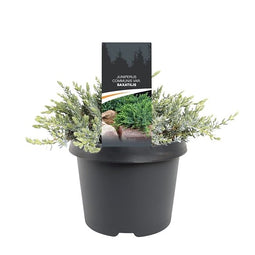 Warentuin natuurlijk - Juniperus communis var. saxatilis 25-30 cm Conifeer