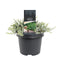 Warentuin natuurlijk - Juniperus communis var. saxatilis 25-30 cm Conifeer