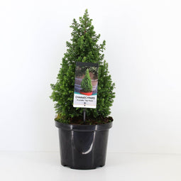 Warentuin natuurlijk - Chamaecyparis thyoides top point 70 cm