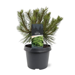 Warentuin natuurlijk - Pinus densiflora Jane Kluis 25-30 cm Conifeer