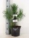 Warentuin natuurlijk - Pinus uncinata