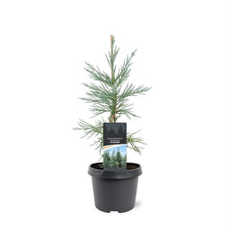 Warentuin natuurlijk - Sequoiadendron gigantuem Glaucum 30-40 cm Conifeer