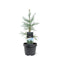 Warentuin natuurlijk - Sequoiadendron gigantuem Glaucum 30-40 cm Conifeer