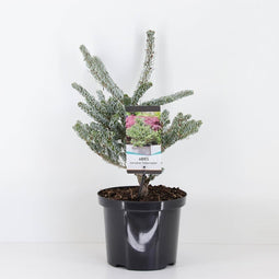 Warentuin natuurlijk - Abies koreana silberlocke 60 cm