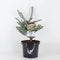 Warentuin natuurlijk - Abies koreana silberlocke 60 cm