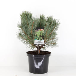 Warentuin natuurlijk - Pinus sylvestris watereri 30-40 cm