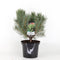 Warentuin natuurlijk - Pinus sylvestris watereri 30-40 cm