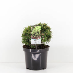 Warentuin natuurlijk - Pinus mugo benjamin 15-30 cm