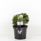 Warentuin natuurlijk - Pinus mugo benjamin 15-30 cm