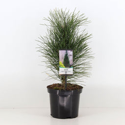 Warentuin natuurlijk - Pinus nigra green tower 30-40 cm