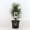 Warentuin natuurlijk - Pinus nigra green tower 30-40 cm