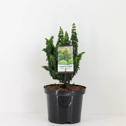 Warentuin natuurlijk - Chamaecyparis obtusa chirimen 35 cm