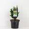 Warentuin natuurlijk - Chamaecyparis obtusa chirimen 35 cm