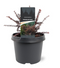 Warentuin natuurlijk - Podocarpus x Chocolate Box 20-25 cm Conifeer