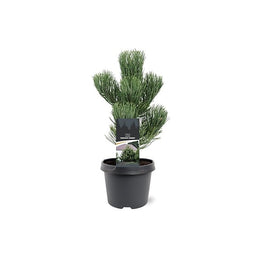 Warentuin natuurlijk - Pinus nigra Oregon Green 30-40 cm Conifeer