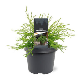 Warentuin natuurlijk - Thuja plicata Kager s Beauty 25-30 cm Conifeer