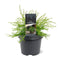 Warentuin natuurlijk - Thuja plicata Kager s Beauty 25-30 cm Conifeer