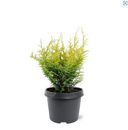 Warentuin natuurlijk - Chamaecyparis obtusa Lucas pbr 20-25 cm Conifeer