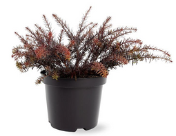 Warentuin natuurlijk - Podocarpus x County Park Fire 20-25 cm Conifeer