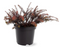 Warentuin natuurlijk - Podocarpus x County Park Fire 20-25 cm Conifeer