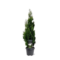 Warentuin natuurlijk - Thuja occidentalis Degroot Spire 60-80 cm Conifeer