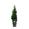 Warentuin natuurlijk - Thuja occidentalis Degroot Spire 60-80 cm Conifeer