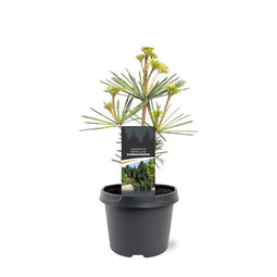 Warentuin natuurlijk - Sciadopitys verticillata Sternschnuppe 25-30 cm Conifeer