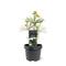 Warentuin natuurlijk - Sciadopitys verticillata Sternschnuppe 25-30 cm Conifeer