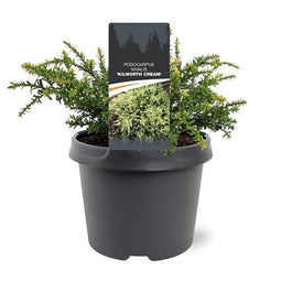 Warentuin natuurlijk - Podocarpus nivalis Kilworth Cream 20-25 cm Conifeer