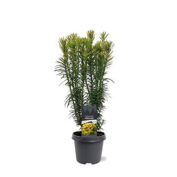 Warentuin natuurlijk - Cephalotaxus harringtonii Korean Gold 40-50 cm Conifeer