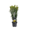 Warentuin natuurlijk - Cephalotaxus harringtonii Korean Gold 40-50 cm Conifeer