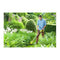 Trimmer / Kantenrichter - RYOBI - Knipsel Ø 25-30 cm - Draad Ø 1 x 1,6 mm - 1 accu 18 V 5 Ah en 1...