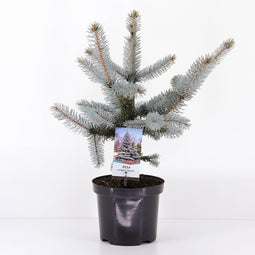 Warentuin natuurlijk - Picea pungens hoopsii 30-40 cm