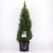 Warentuin natuurlijk - Picea glauca perfecta 60-70 cm