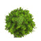 Warentuin natuurlijk - Picea glauca perfecta 60-70 cm