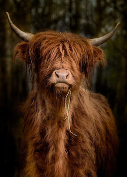 All seasons posters - Longhorn - Staand 117 x 163 cm