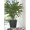 Bloempot Vaas - DEROMA - Millennium R - Antraciet - Met waterreservoir - Wielen - 59 cm