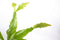 Goed & Groen - Rhipsalis occidentalis - ↨ 35cm - Potmaat 17 - Exclusieve Kwaliteit Planten - Kamer Plant - Kamerplanten - Sfeer - Interieur