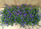Lobelia s 10 potjes per tray kleur blauw