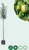 Grote perenboom Gieser Wildeman | Pyrus c. Gieser Wildeman 10-14 cm | Bomenbezorgd.nl