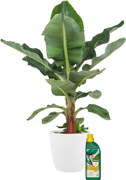 Bananenplant met Pokon en Elho sierpot – ↨ 80cm – ⌀ 24cm