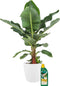 Bananenplant met Pokon en Elho sierpot – ↨ 80cm – ⌀ 24cm