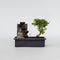 Plant in a Box - Bonsai boompje met Easy-care watersysteem én stromende waterval over Buddha beeldje - kamerplant - Hoogte 25-35cm